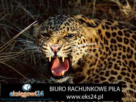 Pila biura rachunkowe