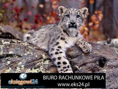 biuro rachunkowe Piła