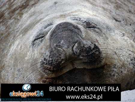 biuro rachunkowe Piła