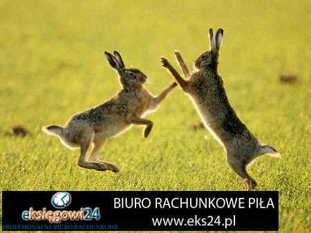 Biuro rachunkowe w Pile