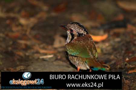 biura rachunkowe Piła