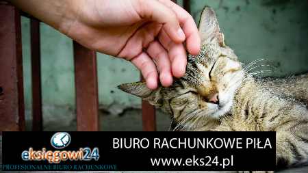 modne tapety na ścianę