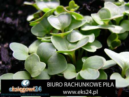 Piła biuro podatkowe