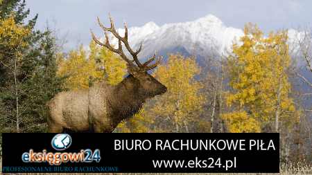 modne tapety na ścianę