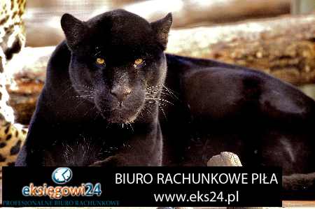 Biuro rachunkowe Pila