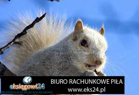 Piła biuro rachunkowe