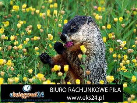 cennik biuro księgowe Pila