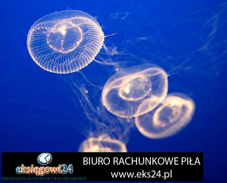 Pila biura rachunkowe