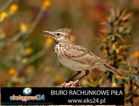 Pila biura rachunkowe