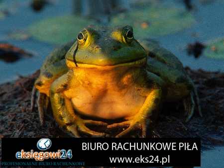 najlepsze biuro podatkowe Piła