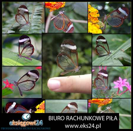 tanie biura podatkowe Piła