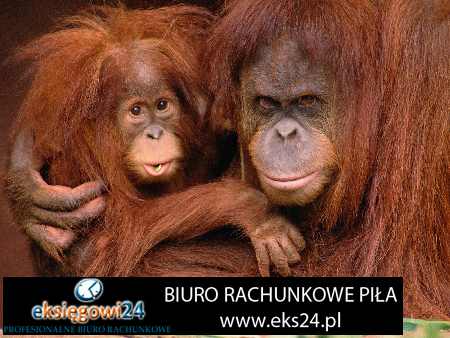 Pila biuro rachunkowe