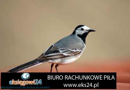 ekskluzywne tapety na ścianę