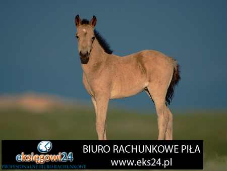 Piła tani księgowy