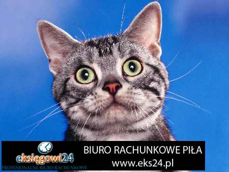 biura rachunkowe Piła
