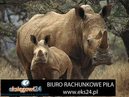Biuro rachunkowe w Pile