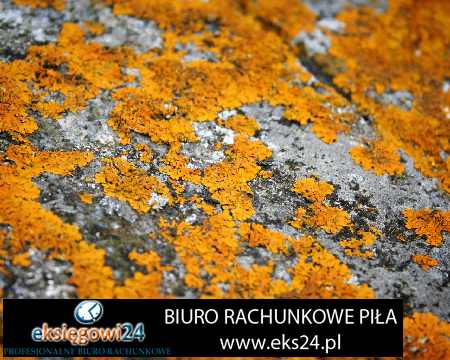 Wałcz biura podatkowe