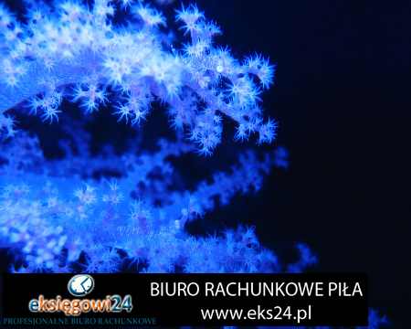 Pila biuro rachunkowe