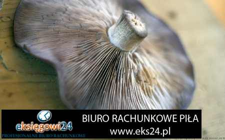 Biuro rachunkowe Pila