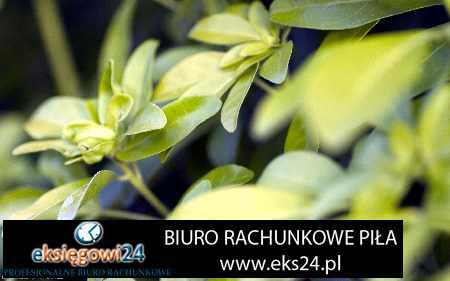usługi rachunkowe Wałcz