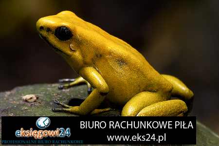 księgowa Czarnków księgowa Czarnków
